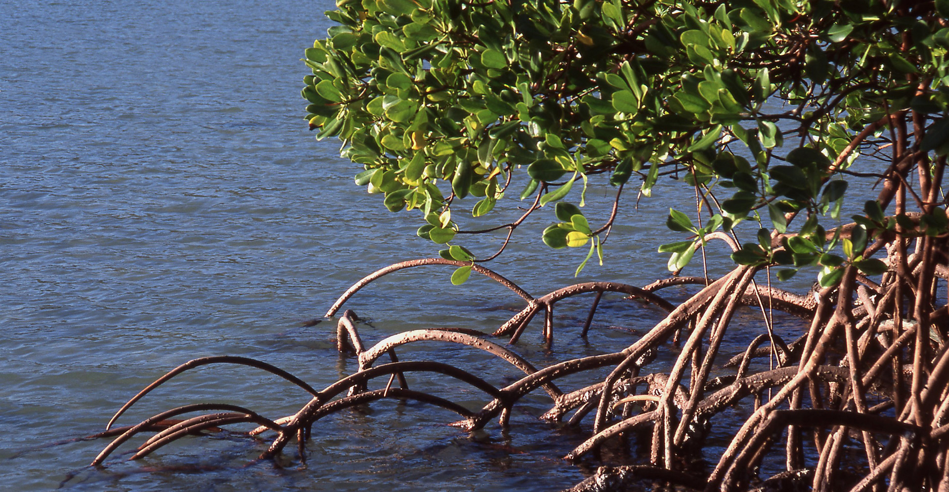 Mangroves Darwin harbour
